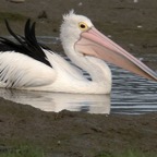 AUSTRALIAN     PELICAN.jpg