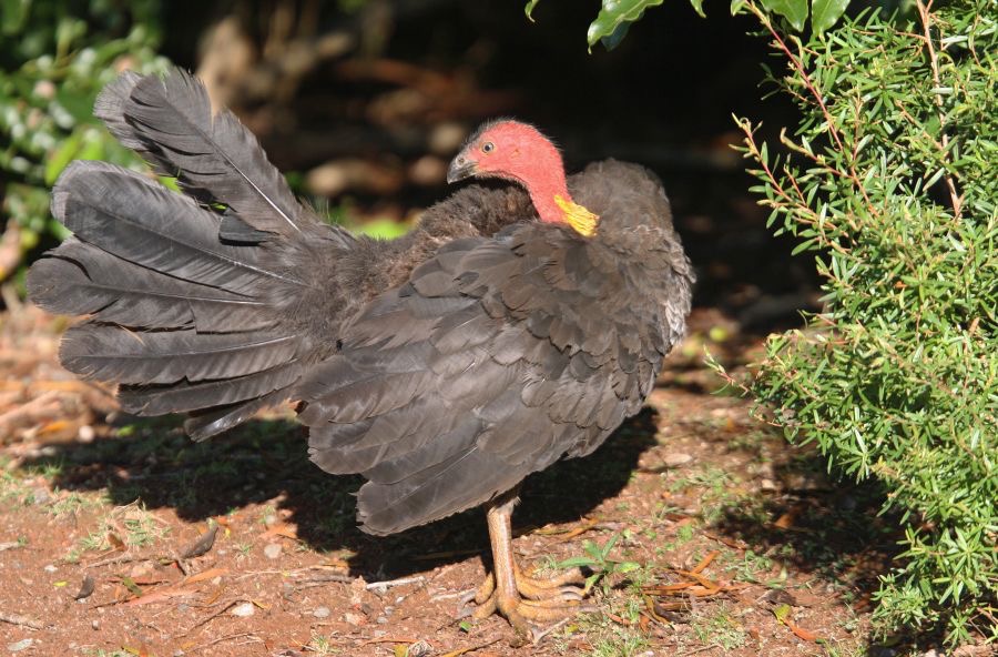 AUSTRALIAN  BUSH TURKEY.jpg