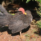 AUSTRALIAN  BUSH TURKEY.jpg