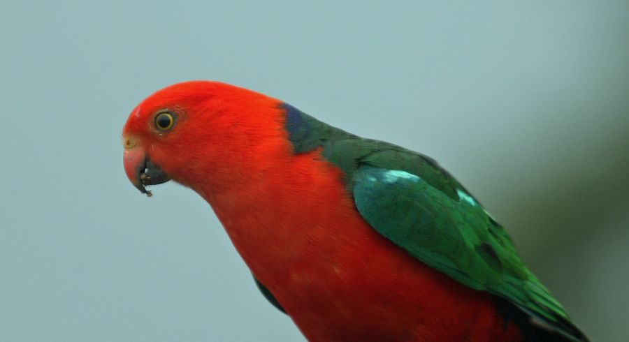 AUSTRALIAN  KING PARROT        male.jpg
