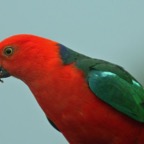 AUSTRALIAN  KING PARROT        male.jpg