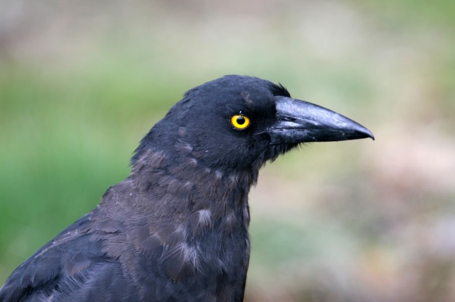 BLACK     CURRAWONG.jpg