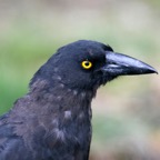 BLACK     CURRAWONG.jpg