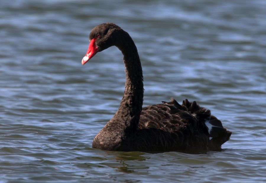 BLACK    SWAN.jpg