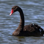 BLACK    SWAN.jpg