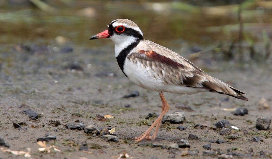 BLACK FRONTED  DOTTEREL.jpg