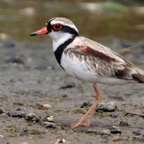 BLACK FRONTED  DOTTEREL.jpg
