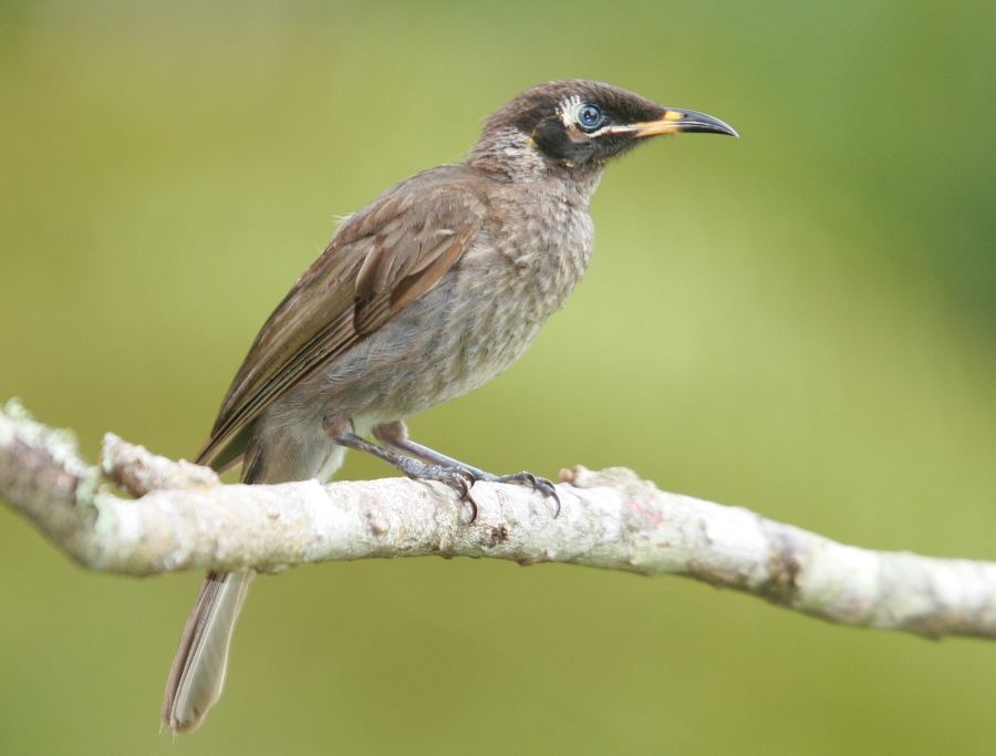 BRIDLED    HONEYEATER.jpg