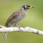 BRIDLED    HONEYEATER.jpg
