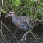 BUFF BANDED     RAIL.jpg