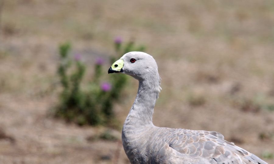 CAPE BARREN      GOOSE.jpg