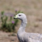 CAPE BARREN      GOOSE.jpg