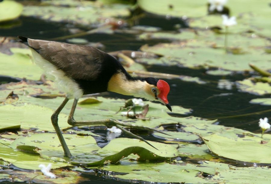 COMB CRESTED  JACANA.jpg