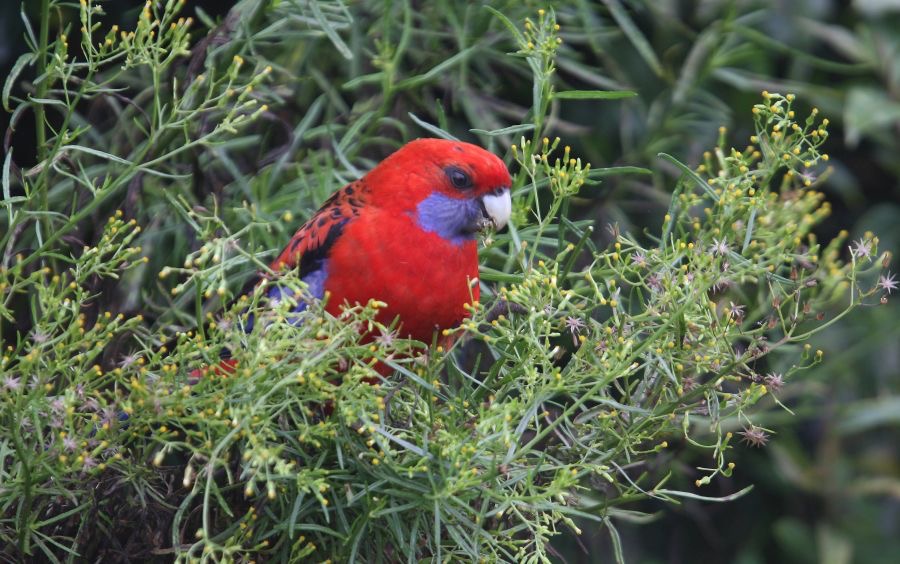 CRIMSON  ROSELLA  elegans.jpg