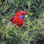 CRIMSON  ROSELLA  elegans.jpg