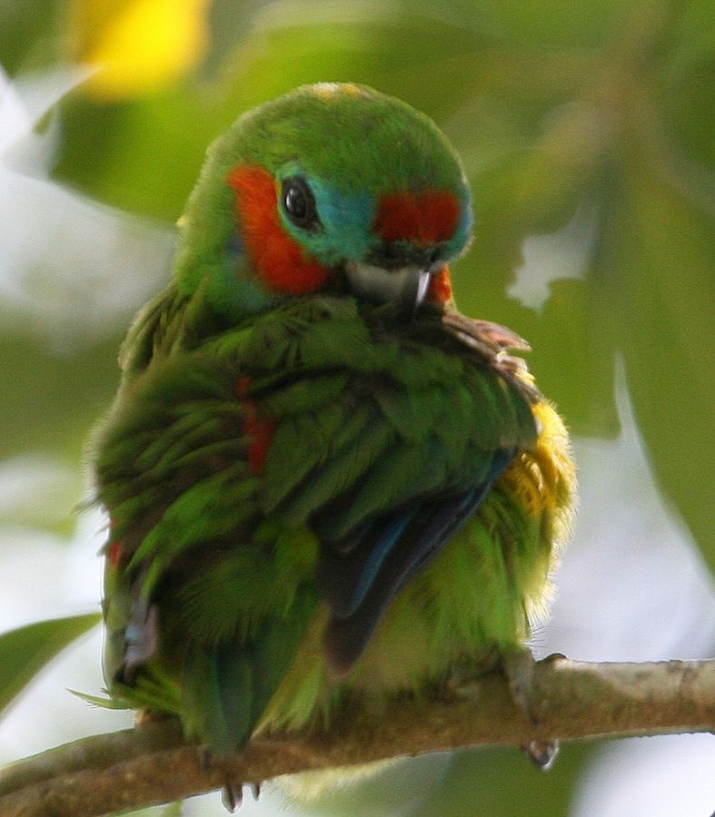 DOUBLE EYED  FIG PARROT.jpg