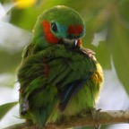 DOUBLE EYED  FIG PARROT.jpg
