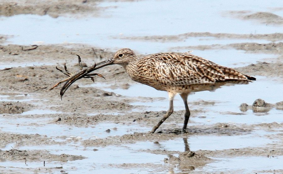 EASTERN    CURLEW with crab.jpg