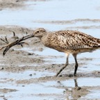 EASTERN    CURLEW with crab.jpg