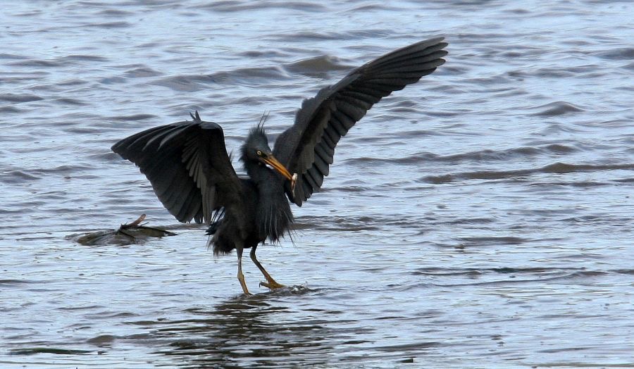 EASTERN    REEF  EGRET  wings up.jpg