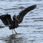 EASTERN    REEF  EGRET  wings up.jpg