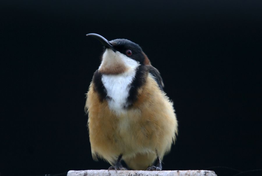 EASTERN    SPINEBILL.jpg