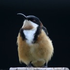 EASTERN    SPINEBILL.jpg