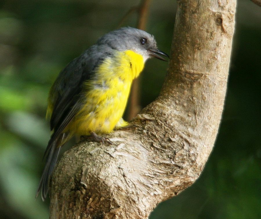 EASTERN YELLOW  ROBIN.jpg