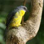 EASTERN YELLOW  ROBIN.jpg