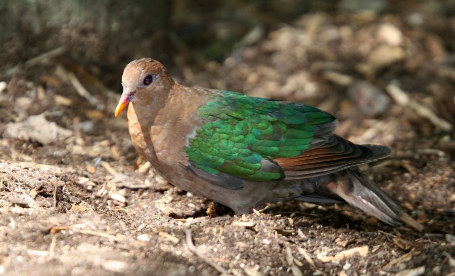 EMERALD         DOVE captive.jpg