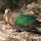 EMERALD         DOVE captive.jpg