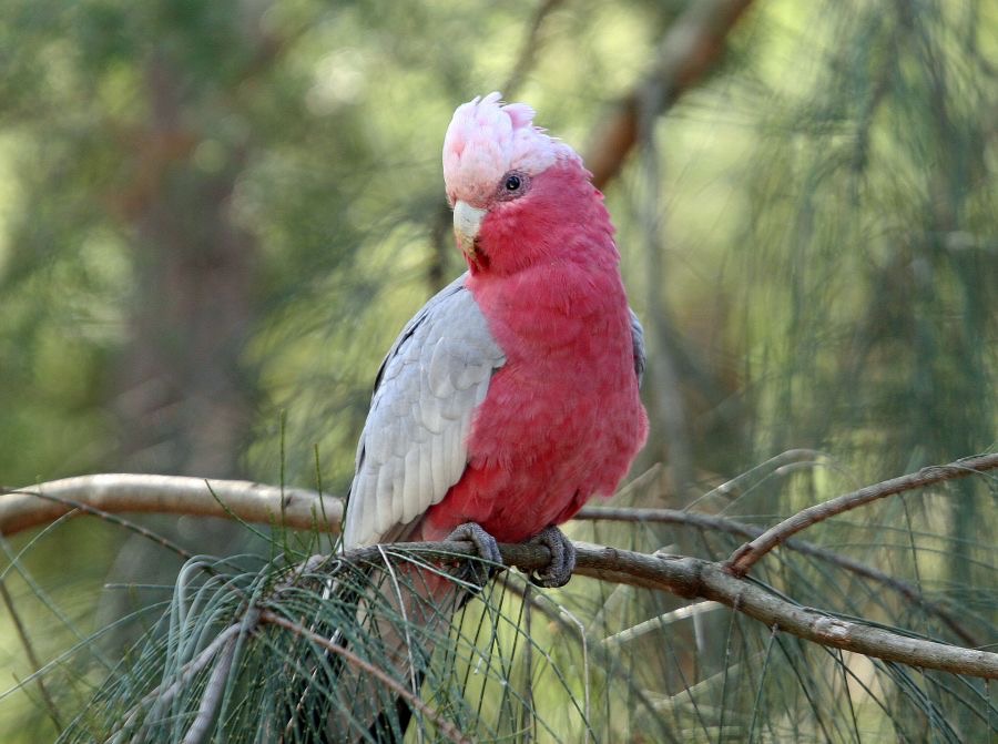 GALAH.jpg