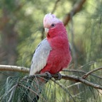 GALAH.jpg