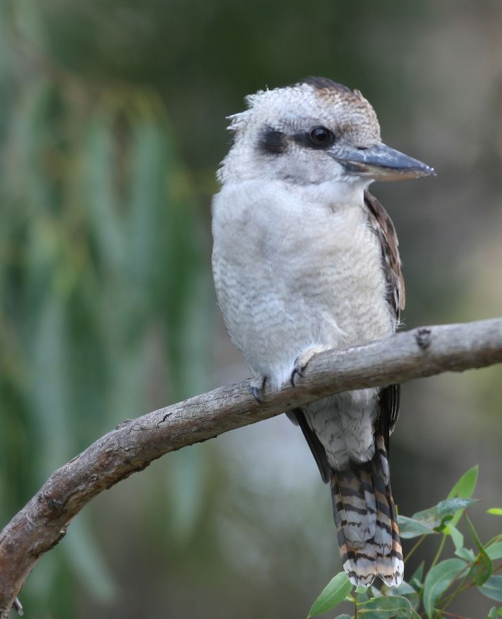 LAUGHING  KOOKABURRA.jpg