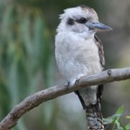 LAUGHING  KOOKABURRA.jpg