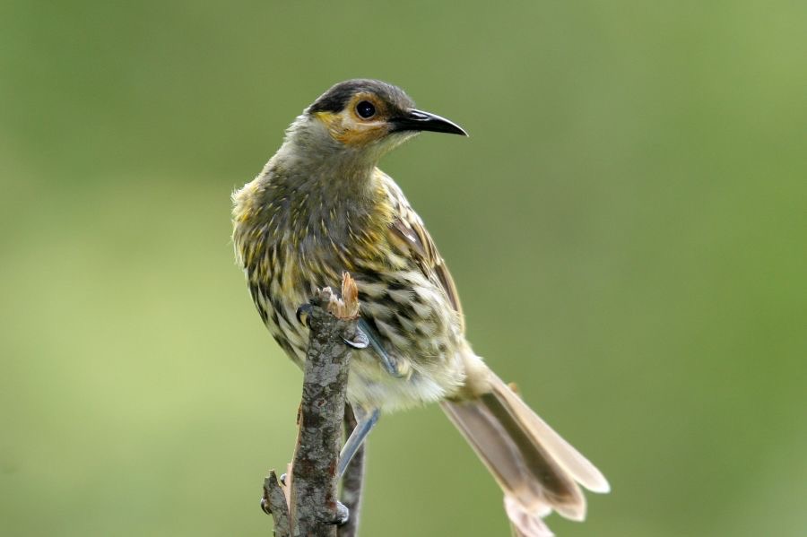 MACLEAYS    HONEYEATER.jpg