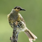 MACLEAYS    HONEYEATER.jpg