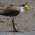MASKED       LAPWING.jpg