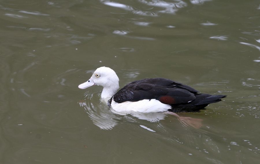 RADJAH   SHELDUCK.jpg
