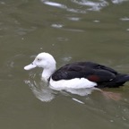RADJAH   SHELDUCK.jpg