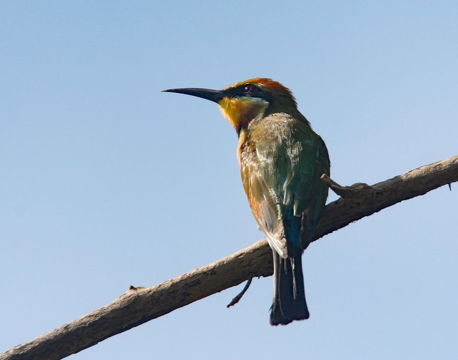 RAINBOW   BEE-EATER.jpg