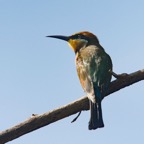 RAINBOW   BEE-EATER.jpg