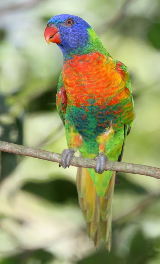 RAINBOW   LORIKEET captive.jpg