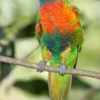 RAINBOW   LORIKEET captive.jpg