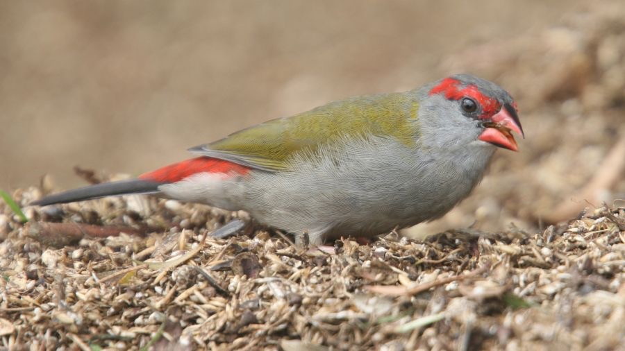 RED BROWED   FINCH.jpg