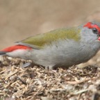 RED BROWED   FINCH.jpg