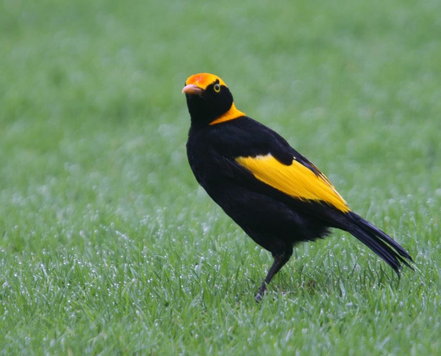 REGENT   BOWERBIRD male.jpg