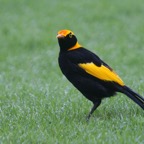 REGENT   BOWERBIRD male.jpg