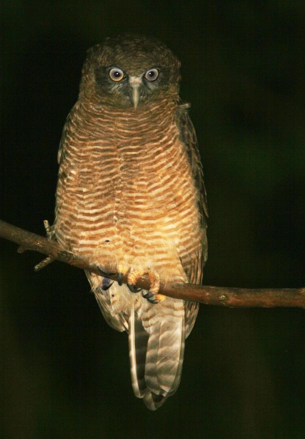 RUFOUS          OWL.jpg