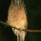 RUFOUS          OWL.jpg
